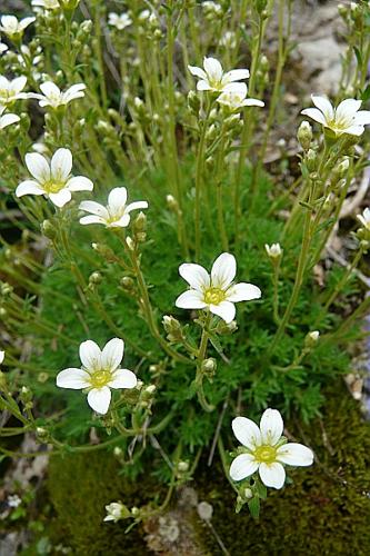 Saxifraga tridactylites L. © GARRAUD Luc