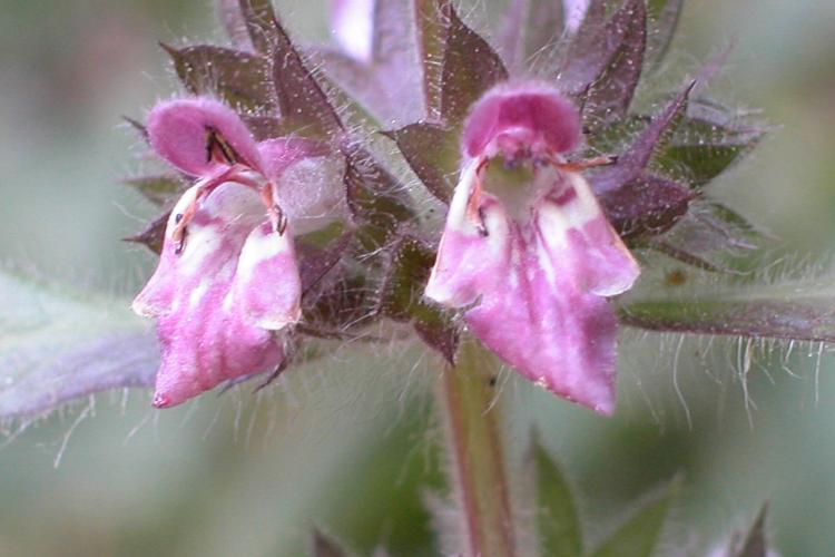 Stachys alpina L. © VILLARET Jean-Charles