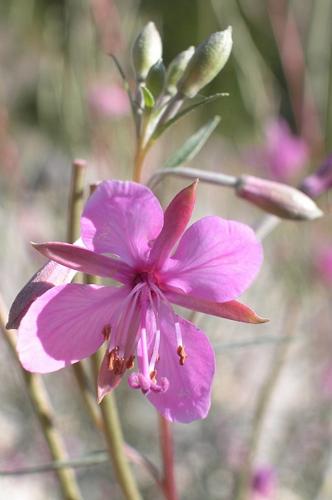 Epilobium dodonaei Vill. subsp. dodonaei © VILLARET Jean-Charles