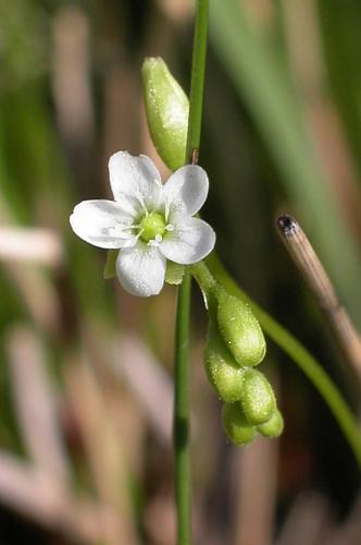 Drosera rotundifolia L. © VILLARET Jean-Charles