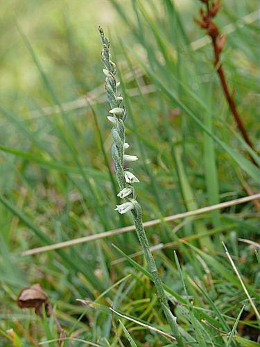 Spiranthes spiralis (L.) Chevall. © MIKOLAJCZAK Alexis