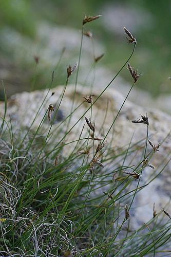 Carex mucronata All. © PACHES Gilles