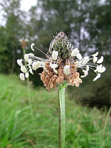 Plantago lanceolata L. © VILLARET Jean-Charles