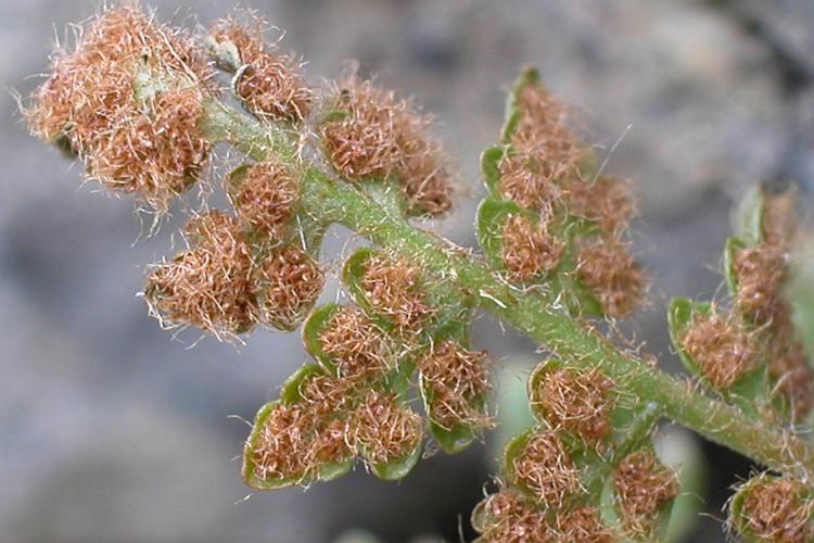 Woodsia alpina (Bolton) S.F. Gray © VILLARET Jean-Charles