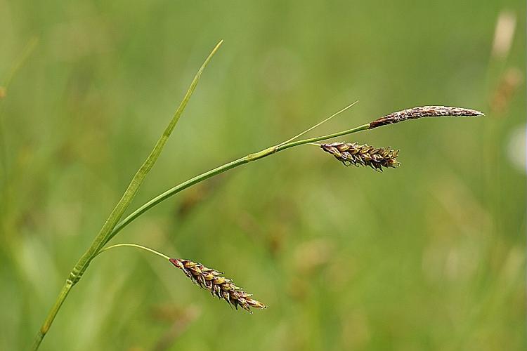 Carex ferruginea Scop. © PACHES Gilles