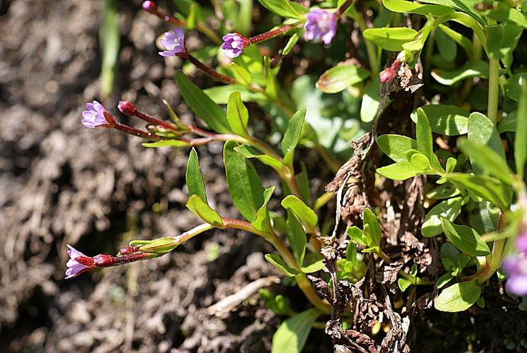 Epilobium nutans F.W. Schmidt © PACHES Gilles