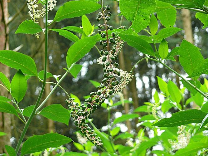 Phytolacca americana L. © BONNET Véronique