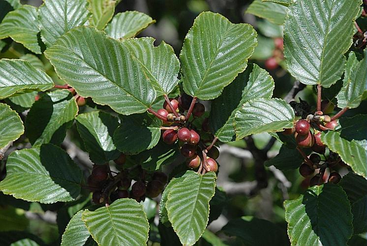 Rhamnus alpina L., 1753 © DALMAS Jean-Pierre