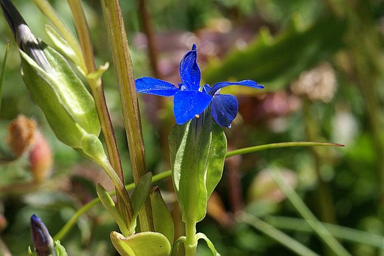 Gentiana utriculosa L. © PACHES Gilles