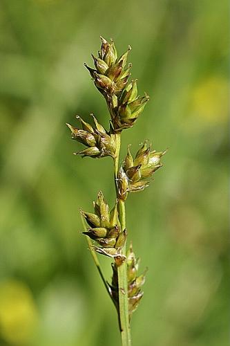 Carex brunnescens (Pers.) Poiret © PACHES Gilles