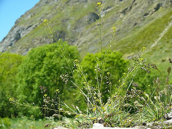 Draba nemorosa L. © BONNET Véronique