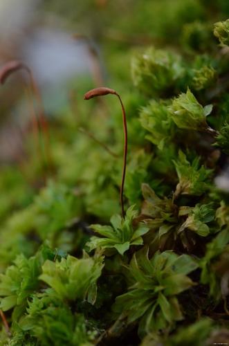 Rhodobryum ontariense (Kindb.) Kindb. © LEGLAND Thomas