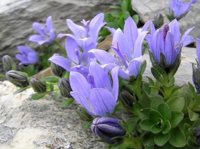 Campanula cenisia L. © VILLARET Jean-Charles