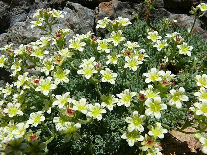 Saxifraga exarata Vill. subsp. pseudoexarata (Br.-Bl.) Webb © VILLARET Jean-Charles