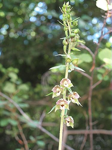 Epipactis muelleri Godfery © BILLARD Gilbert