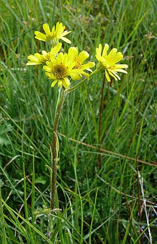 Tephroseris helenitis (L.) B. Nordenstam subsp. helenitis © VILLARET Jean-Charles