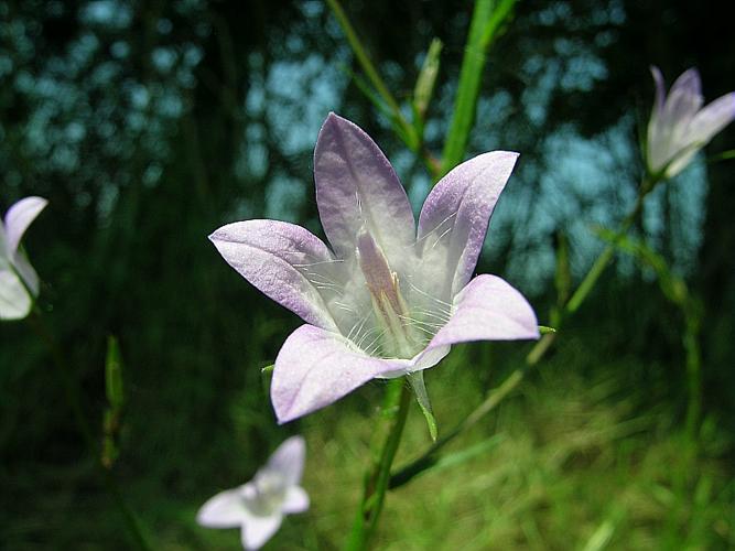 Campanula rapunculus L. © VILLARET Jean-Charles