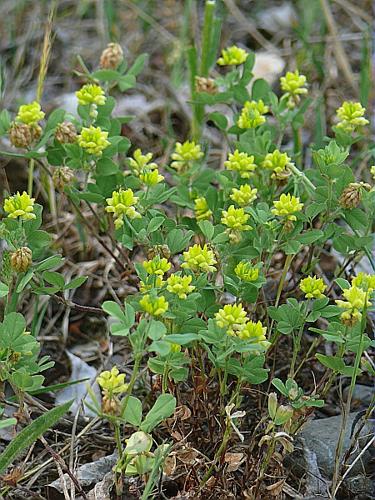 Trifolium dubium Sm. © MIKOLAJCZAK Alexis