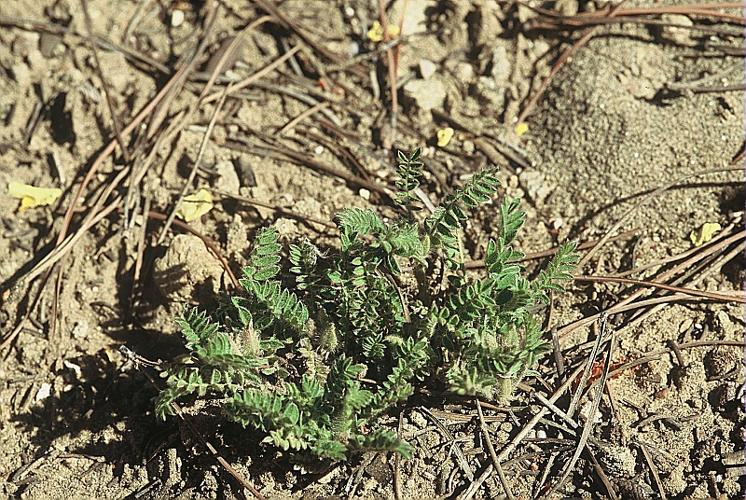 Astragalus stella Gouan, 1773 © DALMAS Jean-Pierre