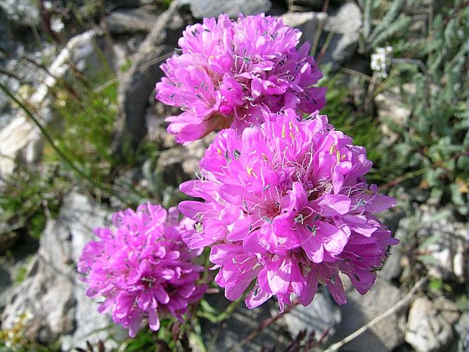 Armeria alpina Willd., 1809 © VILLARET Jean-Charles