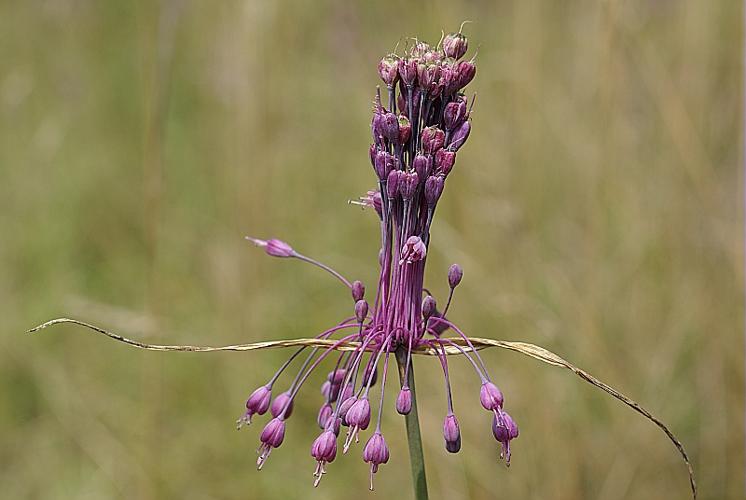 Allium carinatum L. sensu 2 subsp. pulchellum Bonnier & Layens © PACHES Gilles