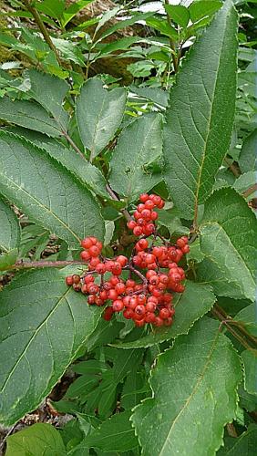 Sambucus racemosa L. © GARRAUD Luc