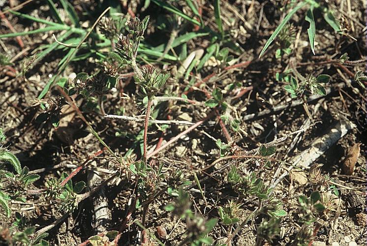 Trifolium scabrum L. © DALMAS Jean-Pierre