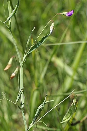Lathyrus hirsutus L., 1753 © PACHES Gilles
