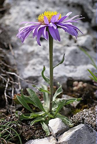 Aster alpinus L., 1753 © PACHES Gilles