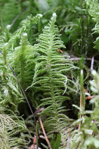Ptilium crista-castrensis (Hedw.) De Not. © LEGLAND Thomas
