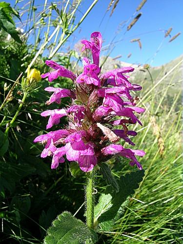 Stachys pradica (Zanted.) Greuter & Pignatti © VILLARET Jean-Charles