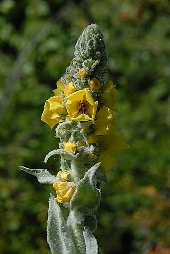 Verbascum boerhavii L., 1767 © DALMAS Jean-Pierre