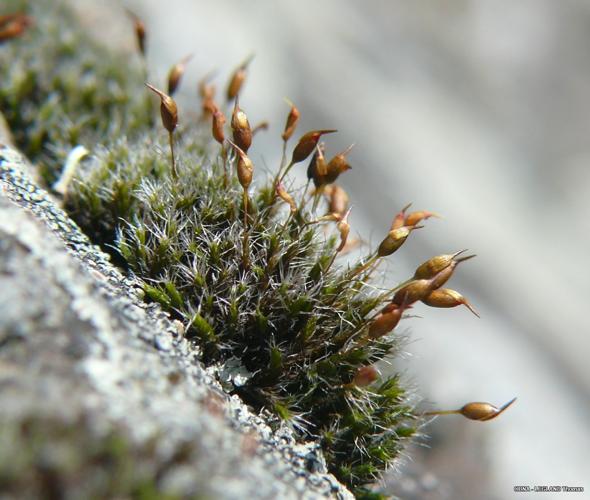 Grimmia ovalis (Hedw.) Lindb. © LEGLAND Thomas