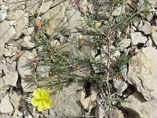 Fumana procumbens (Dunal) Gren  Godron © VILLARET Jean-Charles