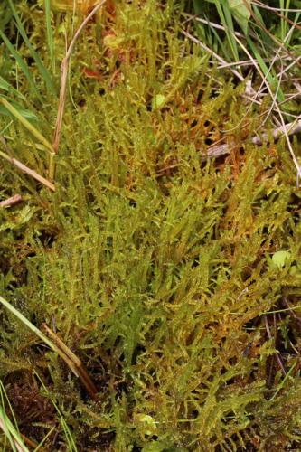 Hamatocaulis vernicosus (Mitt.) Hedenas © LEGLAND Thomas