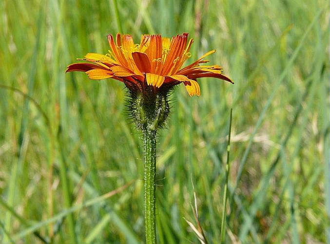 Crepis aurea (L.) Tausch, 1828 © BONNET Véronique