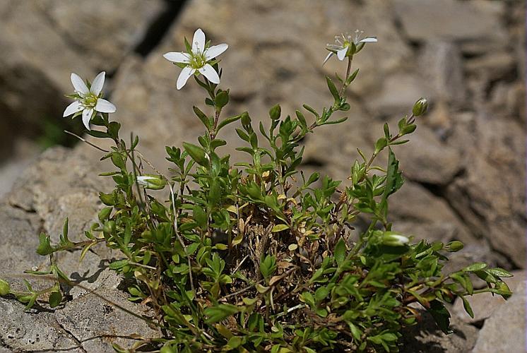 Arenaria gothica Fries 3, 4 subsp. moehringioides (J. Murr) Wyse Jackson & Parn. © PACHES Gilles
