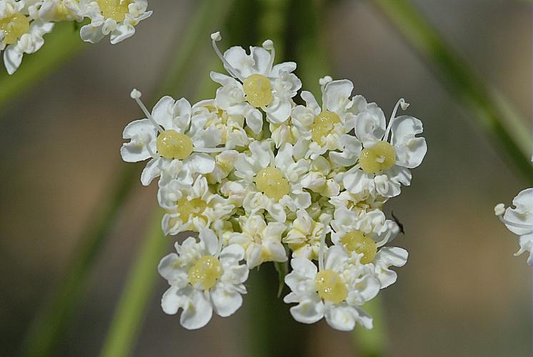 Laserpitium gallicum L. © DALMAS Jean-Pierre