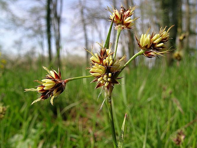 Luzula campestris (Ehrh.) Lej. © VILLARET Jean-Charles