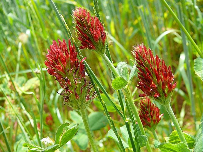 Trifolium incarnatum L. © BONNET Véronique