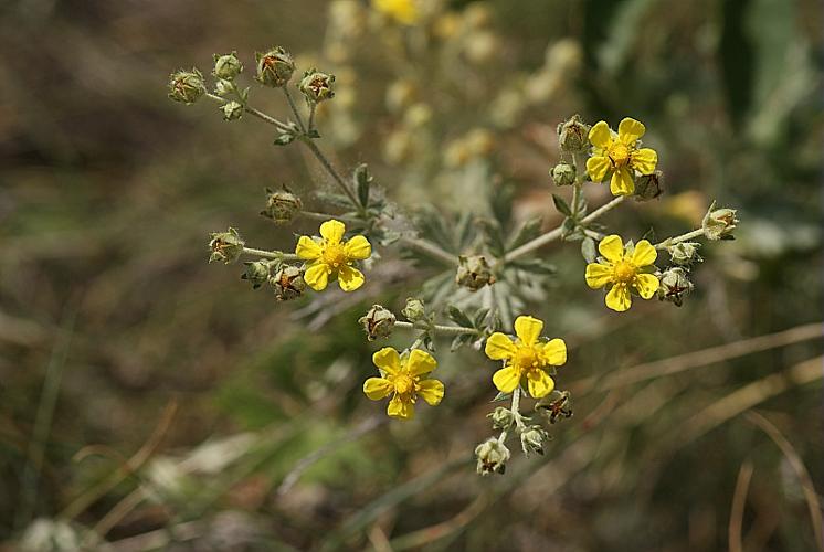 Potentilla argentea L., 1753 © BONNET Véronique