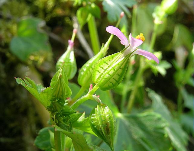 Geranium lucidum L. © VILLARET Jean-Charles