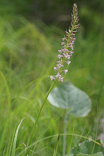 Gymnadenia odoratissima (L.) L.C.M. Richard © PACHES Gilles