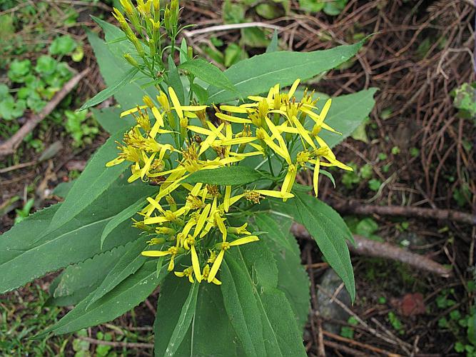 Senecio ovatus subsp. alpestris (Gaudin) Herborg, 1987 © BILLARD Gilbert