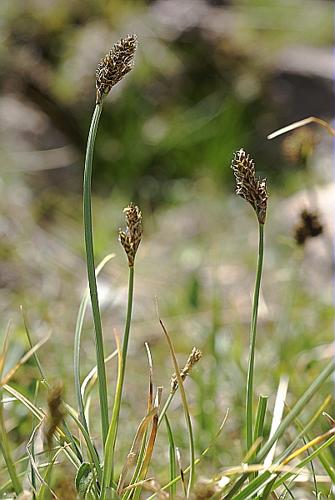 Carex lachenalii Schkuhr © PACHES Gilles