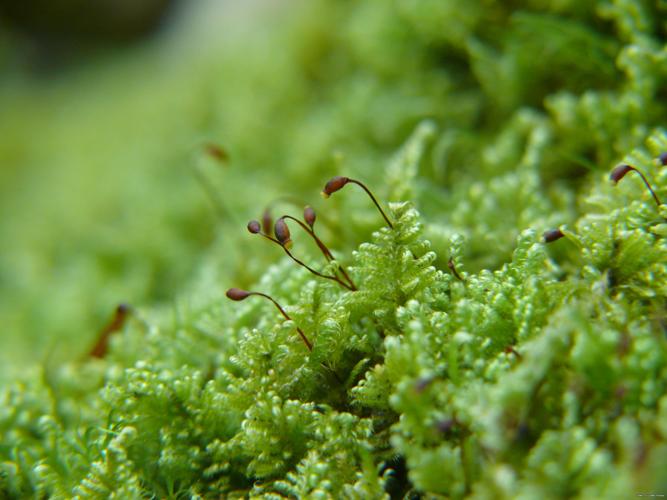 Ctenidium molluscum (Hedw.) Mitt. © LEGLAND Thomas