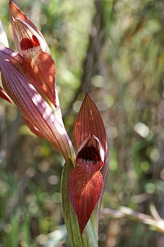 Serapias vomeracea (Burm.f.) Briq., 1910 © PACHES Gilles