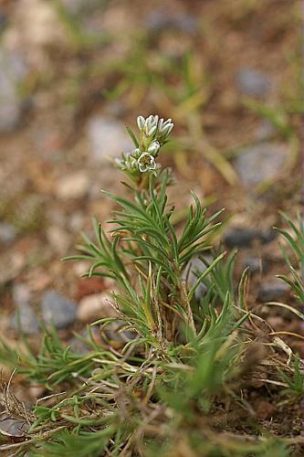 Scleranthus perennis L. subsp. perennis © PACHES Gilles