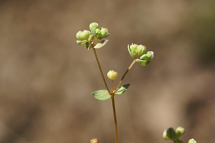 Radiola linoides Roth, 1788 © PACHES Gilles