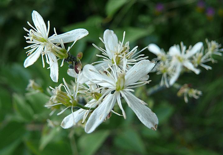 Clematis recta L., 1753 © VILLARET Jean-Charles